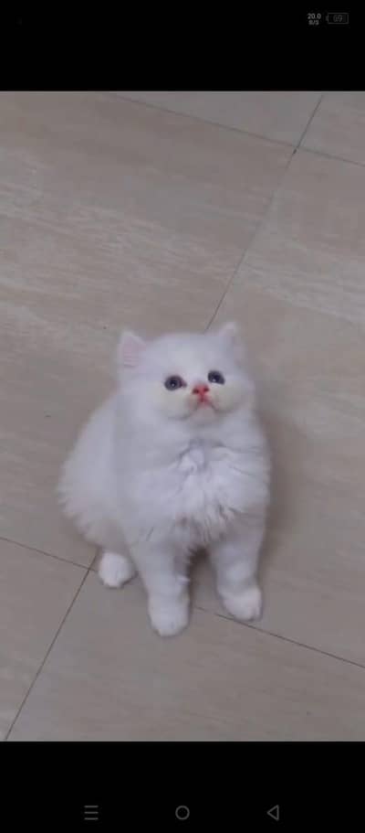 Persian baby cat 2 month age for sale