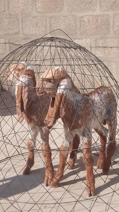 Makki chenni bakri with 2 narr bachy