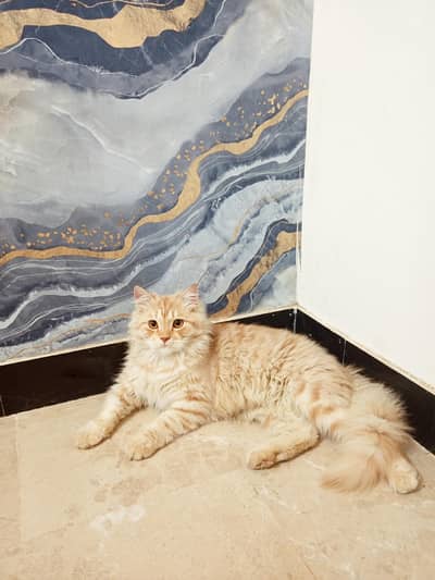 Persian male cat