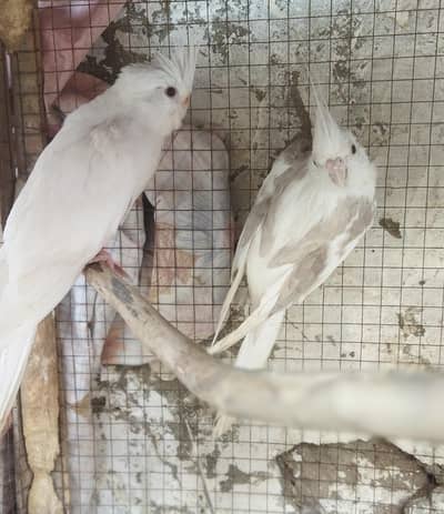 Cocktail Pair For Sale.