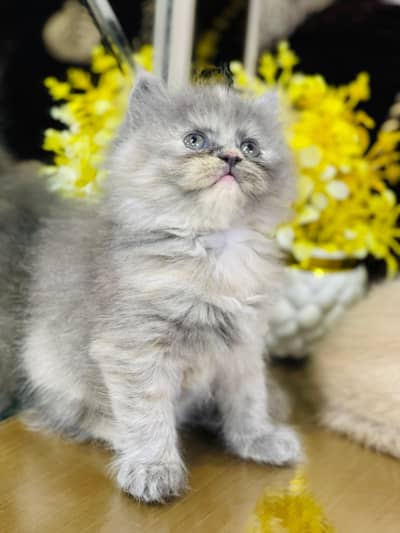 Persian Kittens|Punch Face Kittens|Cute|Triple Coated Kittens|Lahore|
