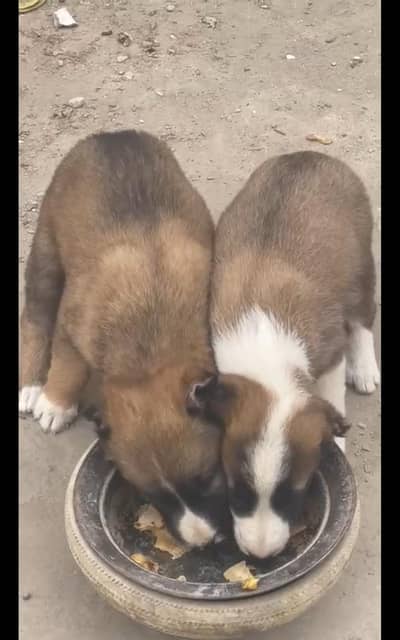 Afghan kuchi females