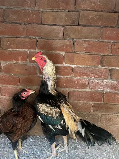 aseel murga for sale