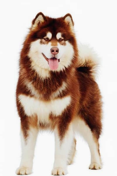 Husky Alaskan malamute stud
