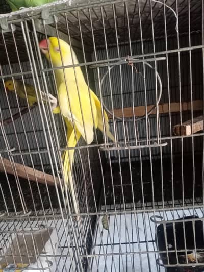 MashAllah yellow ringneck breeder male  for sale and exchange possible