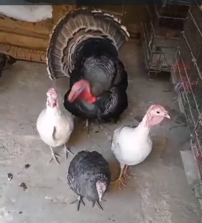 Turkey birds