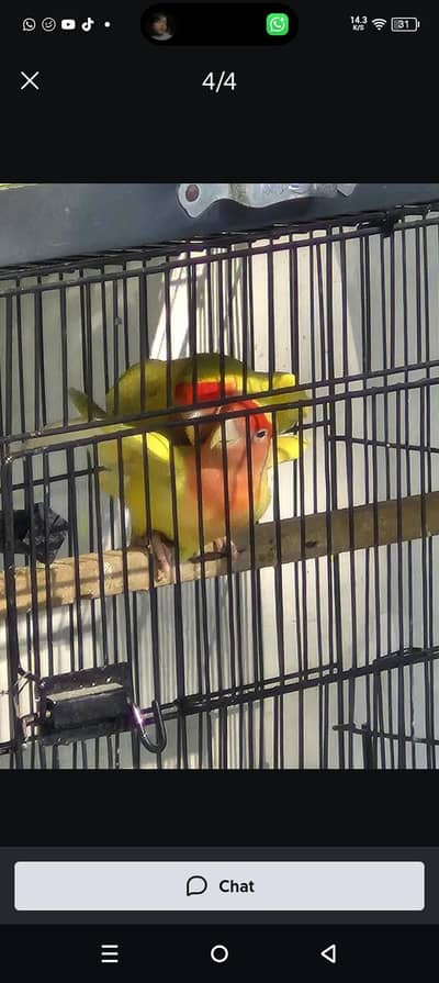 Lovebirds Breeder pairs for sale