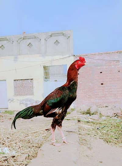 pure lakha patha 03062279017 ia per rabta Kary bass