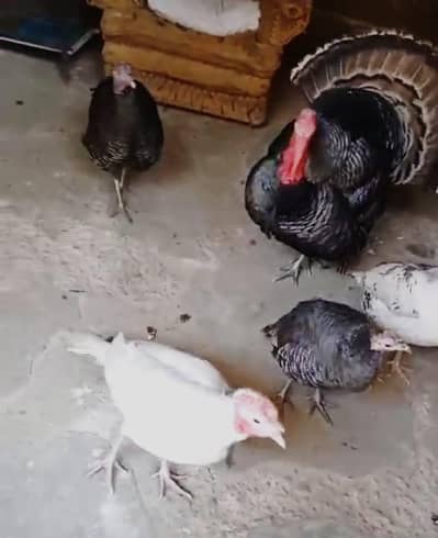 Turkey Bird egg laying