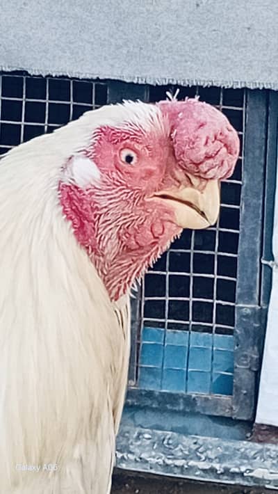 Indian parrot beak long tail Aseel