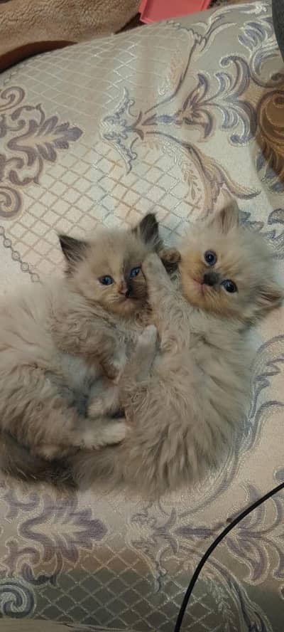 Himalayan kittens
