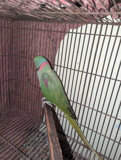 Pure kashmiri raw male forsale