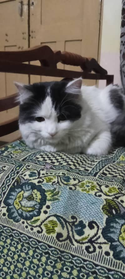 mix breed male cat 9 months old