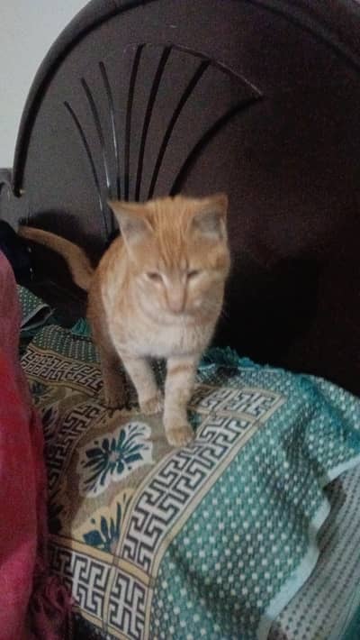 yellow colour ki hai