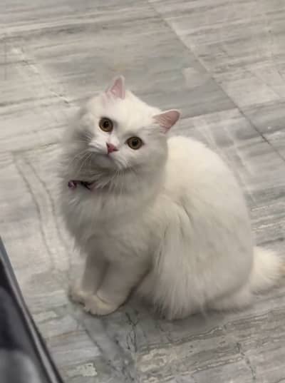 Triple coated Persian . Beautiful and healthy