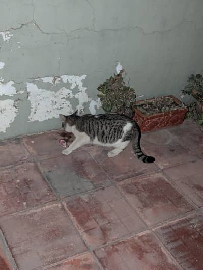 European shorthair cat pair including kitten