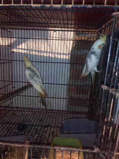 hand taeem Cocktail beautiful color coman v paid