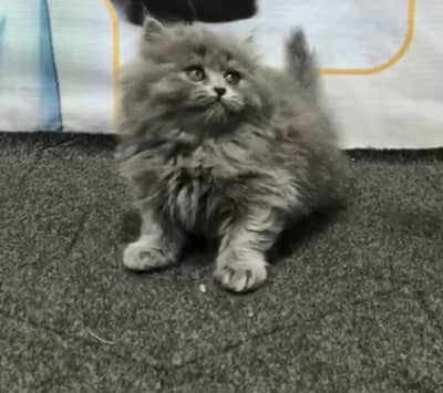 Persian Kitten for Sale 