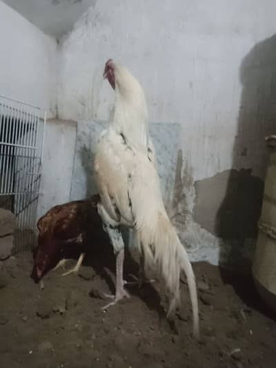 Fresh Aseel Fertile Eggs