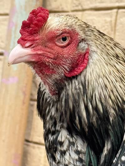 Aseel Murga For sale