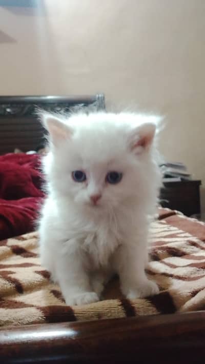 Persian kittens