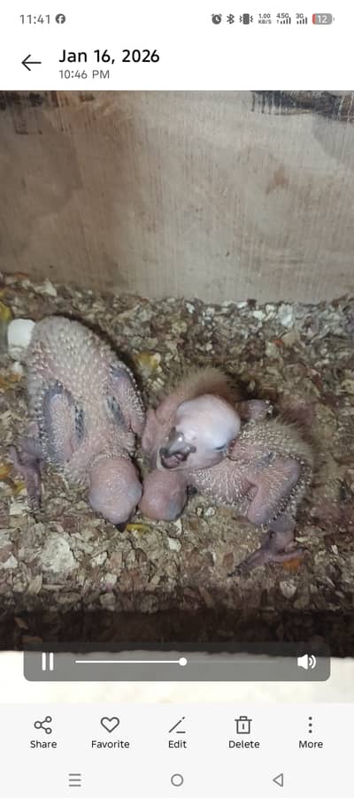 Sunconure chick 20 days old mother feed