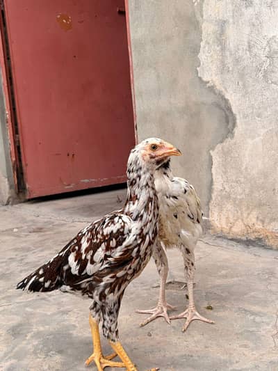 3MONTH ASEEL SINDHI MALE FEMLE  PAIR
