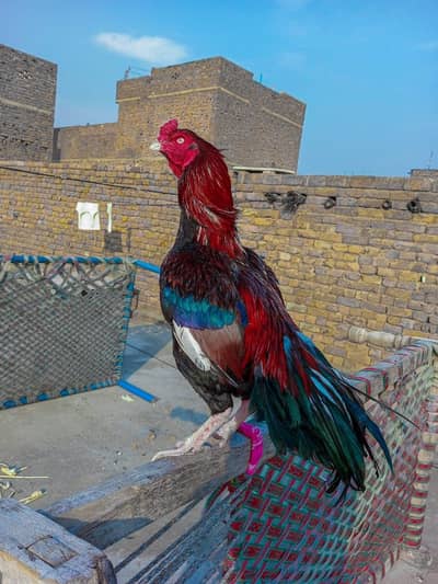 Pure Maiwali bird