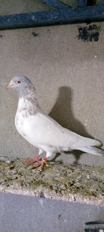 salaty femail far sail