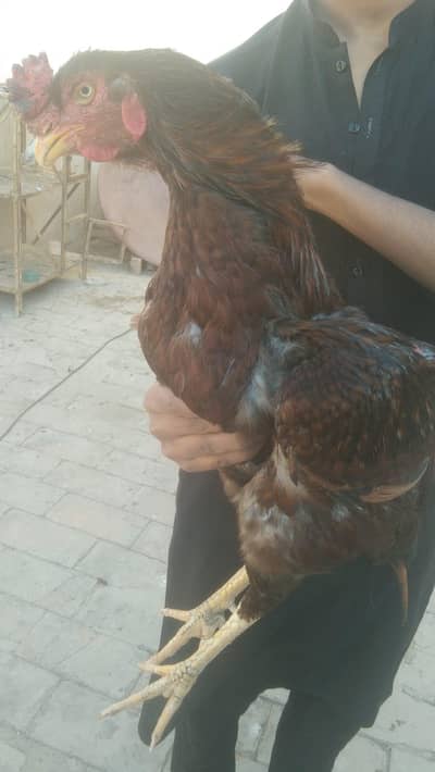 high quality aseel pairs and pigeons for sale