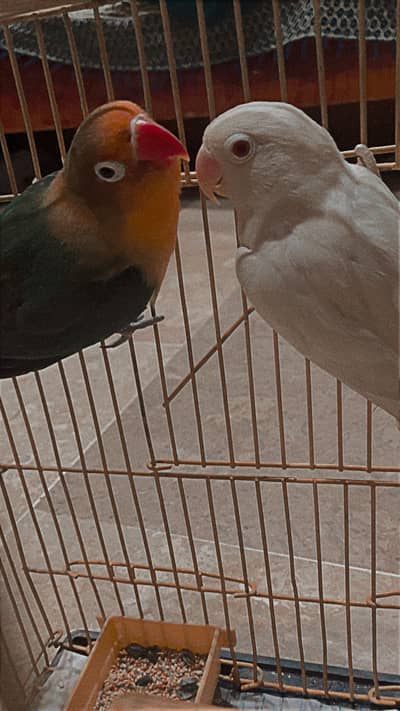 Lovebirds pair