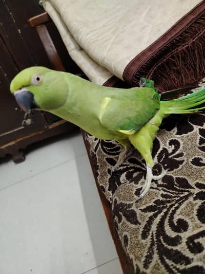 Talking Female Parrot For Sale