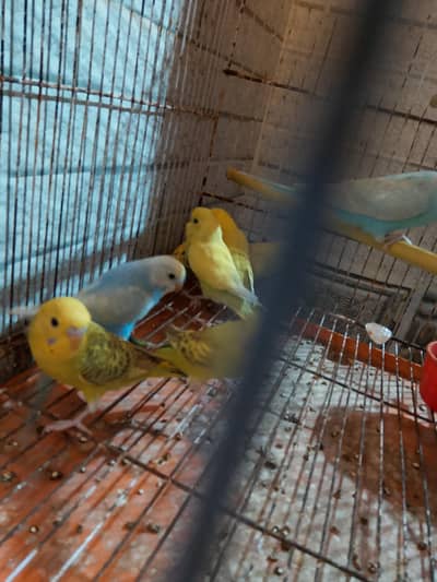 Budgies Chicks