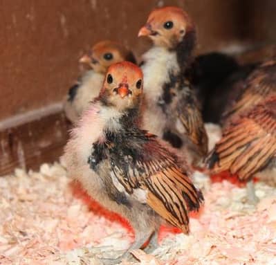 golden sebright chick &  fancy chick
