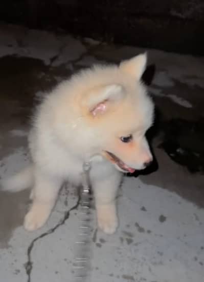 Siberian husky cross cross