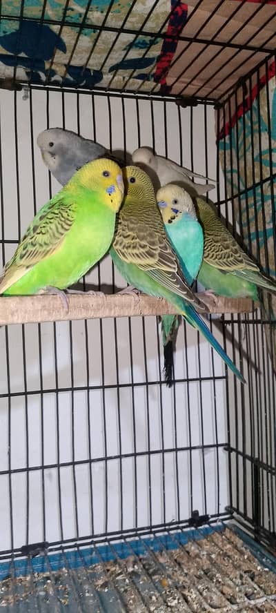 budgie 6 piece for sale home breed
