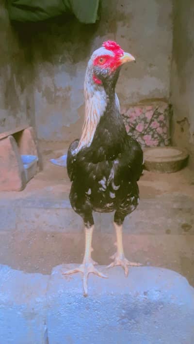 jawa or galla ke cross ha  pice clean ha phala check karo pher lo