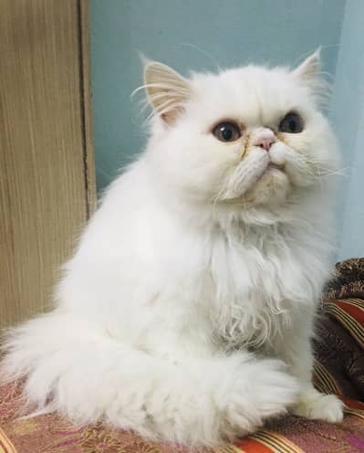 Cat Beautiful & Loving