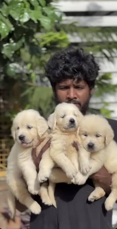 American golden retriever pedigree microchipped puppies available