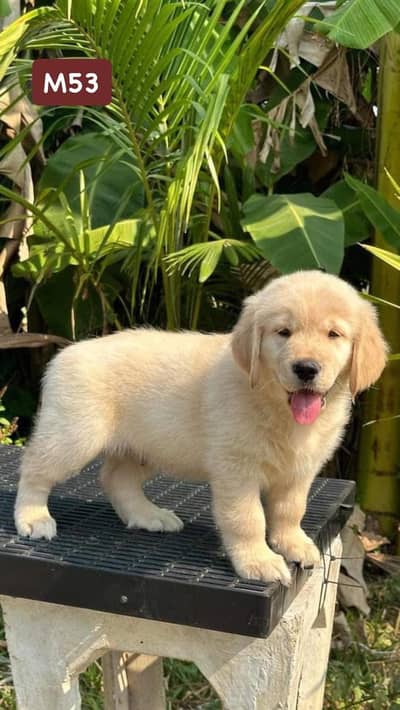 American golden retriever pedigree microchipped puppies for sale