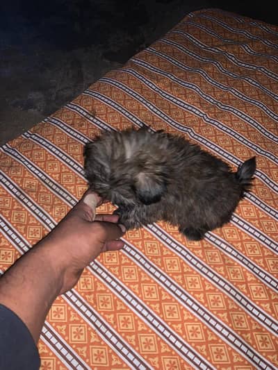 shihtzu male puppy pure breed healthy active