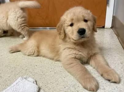 American golden retriever pedigree microchipped puppies