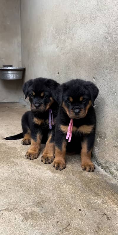 German Rottweiler pedigree microchipped puppies available here