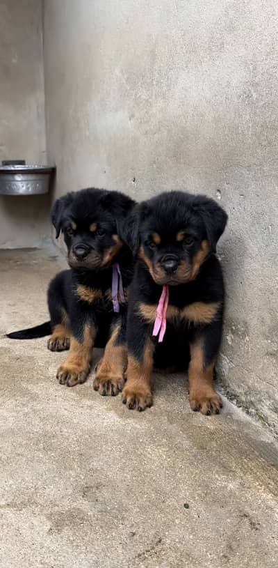 German Rottweiler pedigree microchipped puppies available here