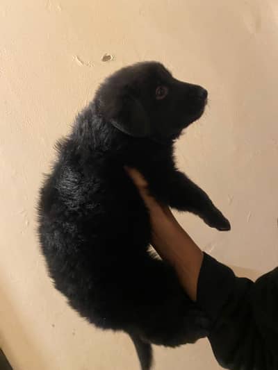 Black Shepherd puppies