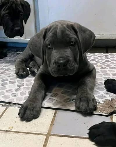 Cane corso pedigree imported microchipped puppies available here