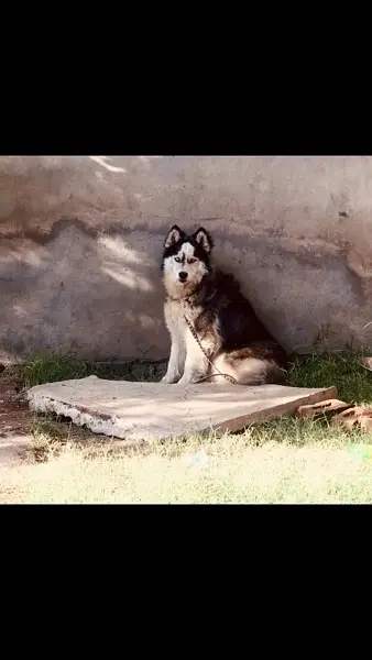 husky dog for sale adult high quality wolly coat dog b — photo 2