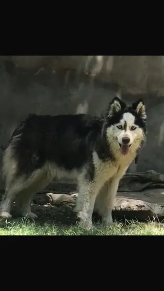 husky dog for sale adult high quality wolly coat dog b — photo 3