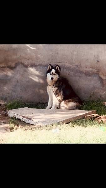 husky dog for sale or mate high quality dog