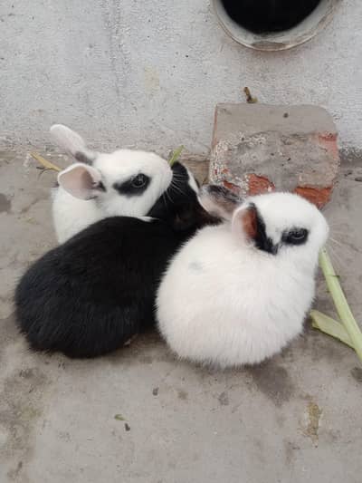 rabbit baby pair for sale